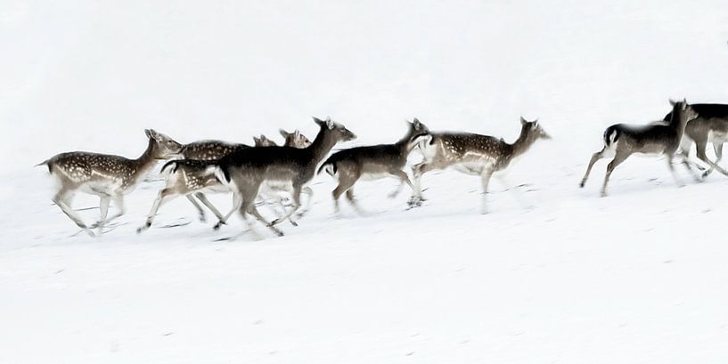 Bild von laufenden Hirschen im Schnee. von Therese Brals