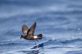 Oiseau tempête de Madère, Oceanodroma castro granti sur Beschermingswerk voor aan uw muur