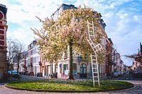 Bloesem in de stad