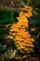 Paddenstoelen