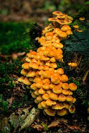 Mushrooms by Laura Reedijk