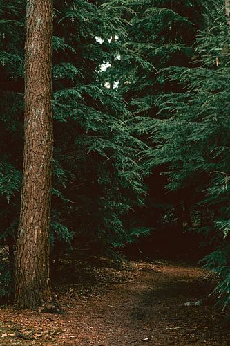 Emmerdennen bos in Emmen, Drenthe | Natuur fotografie