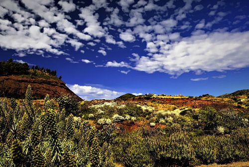 Natuur op TENERIFE    prachtige wildgroei in helder blauwe lucht met wolkjes