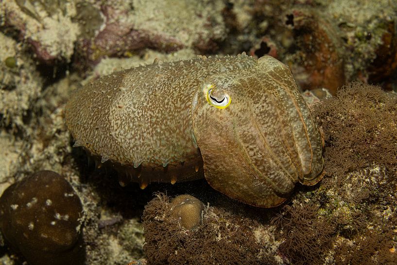 Cuttle fish, Mabul Island, Malaysia by Travel Tips and Stories