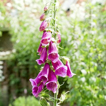 Larkspur against a faded background by Wout van den Berg