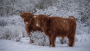 Schottische Hochlandbewohner gemeinsam im Winter
