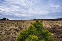 Young pine tree on the heath