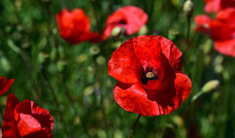 Blühender roter Klatschmohn von Ulrike Leone