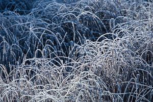 Carex