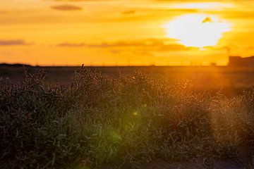 Schemerige zonsopkomst in de duinen van Niels Bronkema