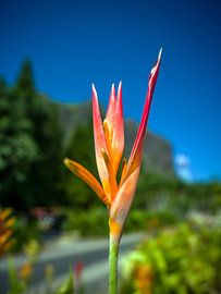 Tropical blossoms in Mauritius by t.ART