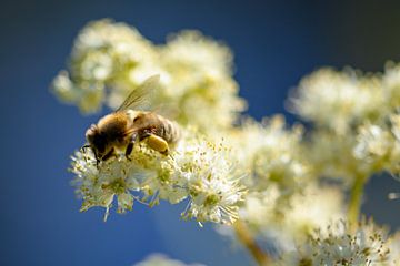 Wanddekoration mit einer Biene auf einer weißen Blume von Kristof Leffelaer