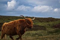 Schotse Hooglander lopend door de duinen