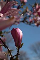Magnolia