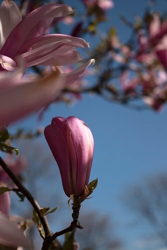 Profitez de la nature ! sur Anjuska Slijderink
