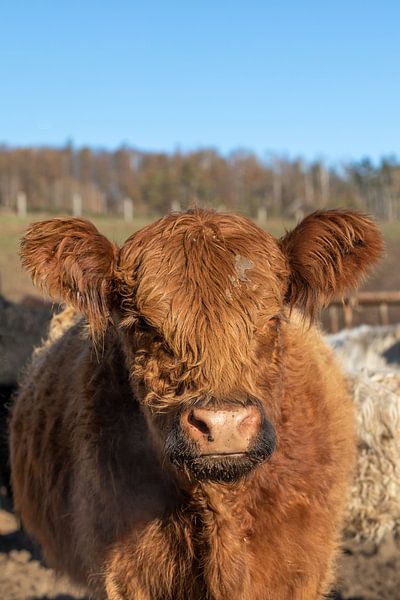 Scottish Highland Cattle (Galloway) by t.ART
