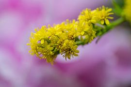 La beauté de la nature
