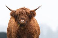 Schottische Highlander