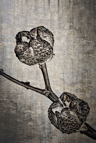 Wijnruit - Ruta graveolens