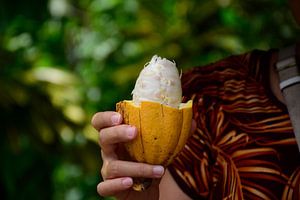 The cocoa fruit holding the beans
