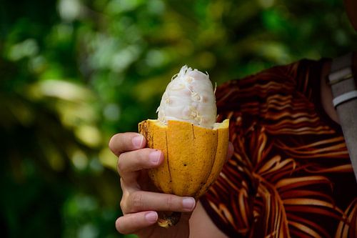 The cocoa fruit holding the beans