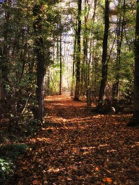 L'automne à Gavers 7 sur Maickel Dedeken