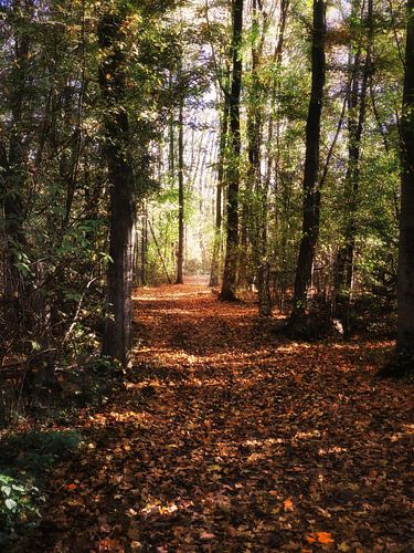 Herfst in De Gavers 7