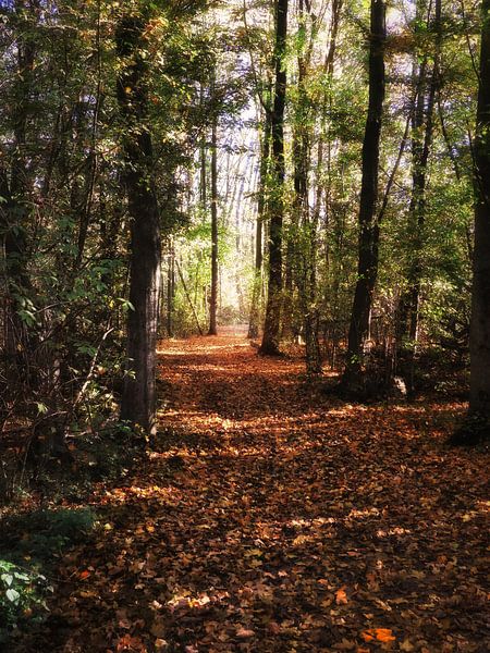 L'automne à Gavers 7 par Maickel Dedeken