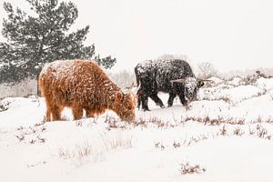 Schottische Highlander im Schnee.