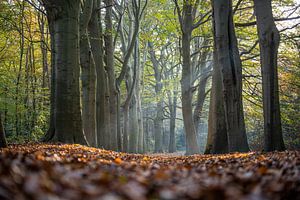 Un automne radieux