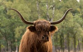 hi there by anja voorn