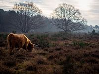 Pastoral