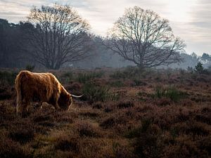 Pastorale