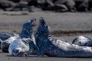 Vechtende zeehonden (Dune, Helgoland)#0093 van Johannes Jongsma