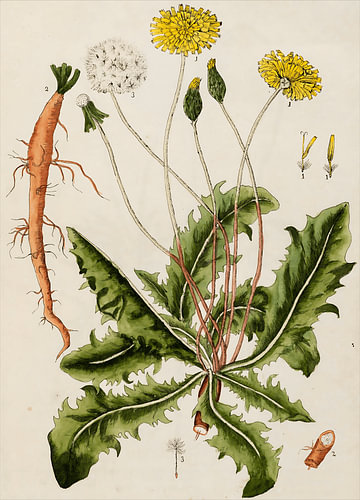 Elizabeth Blackwell – Löwenzahn aus „A Curious Herbal“ (1737) | Vintage-Kunstdruck mit botanischem Motiv