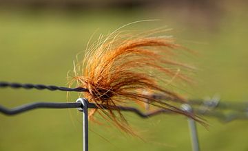 Fleißige Haare von Stieren auf einem Zaun von Percy's fotografie