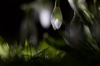 Snowdrops in the dark