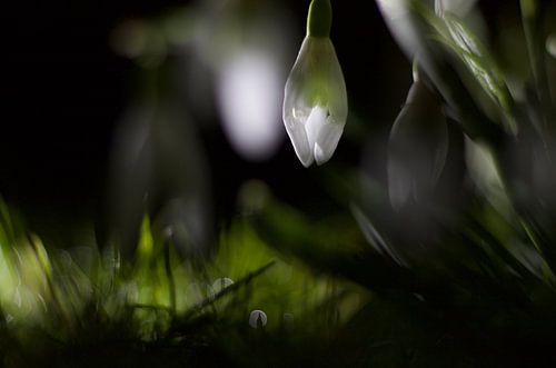 Sneeuwklokjes in het donker