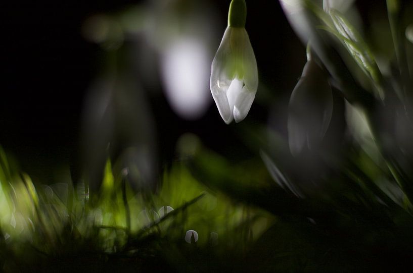 Snowdrops in the dark by David Middelman