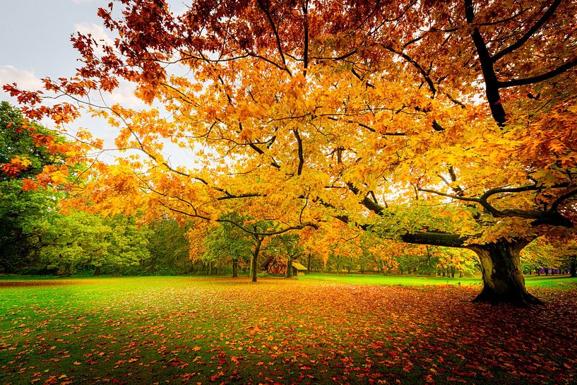 Fireworks of autumn colours 02 by ahafineartimages
