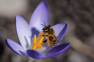 Biene auf Krokus von Ulrike Leone