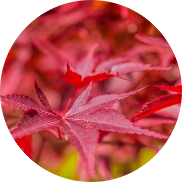 Waaieresdoorn - Japanse esdoorn