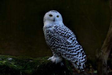 Snowy-Owl, Bubo scandiacus by Gert Hilbink