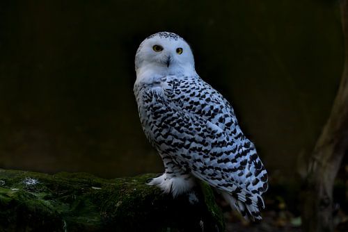 Snowy-Owl, Bubo scandiacus