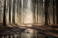 Fairytale forest by Rob Willemsen photography thumbnail