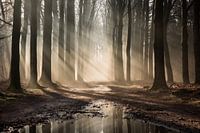 Fairytale forest