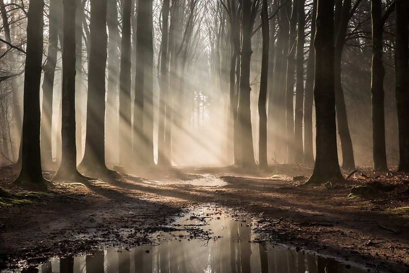 Forêt de conte de fées par Rob Willemsen photography