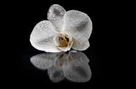 Orchidee van Adriaan Westra thumbnail