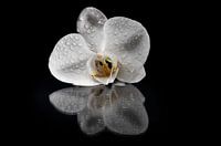 Orchid