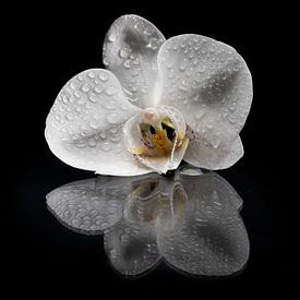 Orchidee van Adriaan Westra